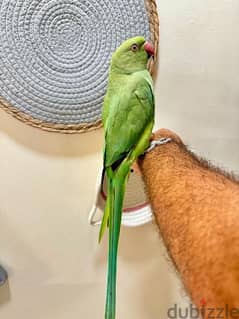 Mithu Parrot