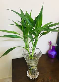 live lucky bamboo plant 0