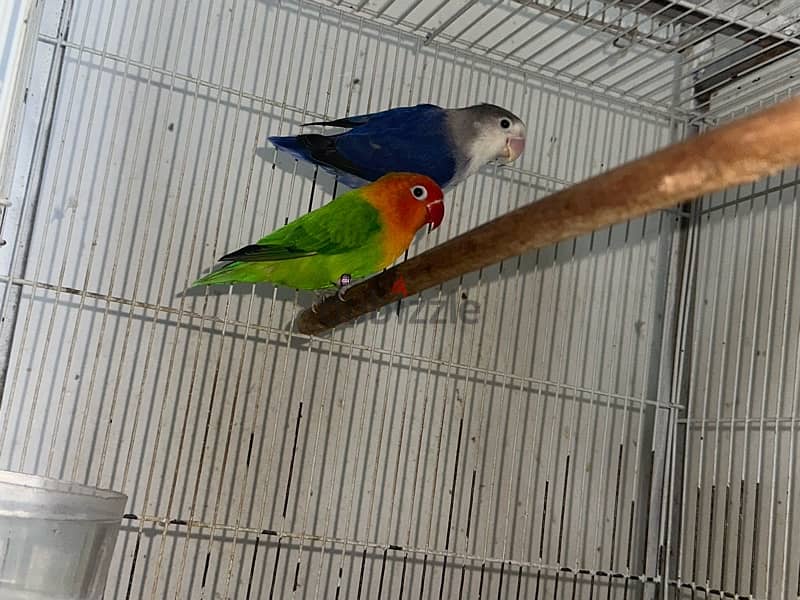 Love Birds For Sale 2