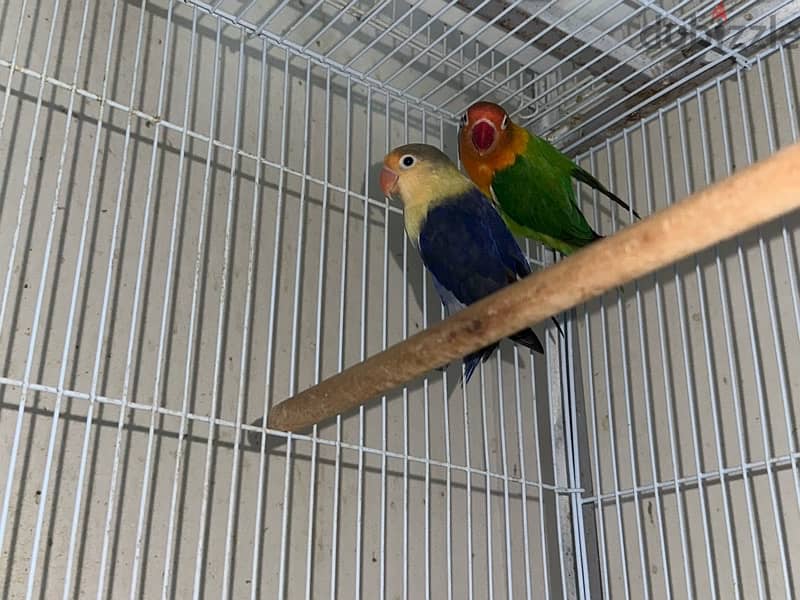 Love Birds For Sale 3