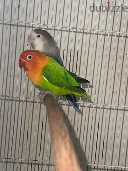 Love Birds For Sale 4