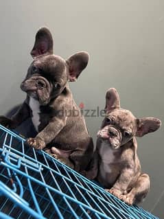 french bulldog puppies available BH 0