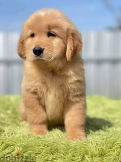 golden retriever puppies 0