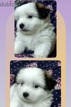 shih tzhu puppy for sale 0