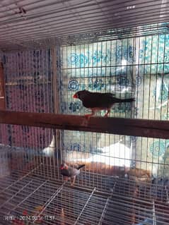 2 pair zebra finch 0