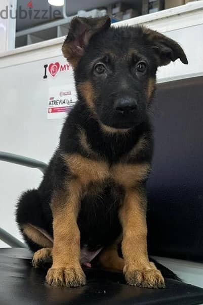 male and female German shepherd نثيه و ذكر جيرمن شيبرد 1