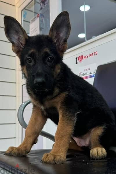 male and female German shepherd نثيه و ذكر جيرمن شيبرد