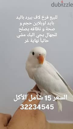 فرخ