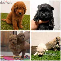 Pomeranian, mini toy poodle, Golden retriever 0