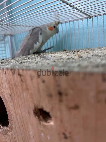 cocktail Breeding Pair for sale 2