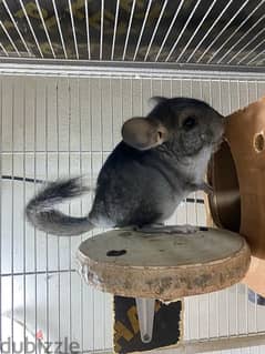 chinchillas Bahrain breed 0