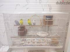 4 Budgies with Cage for sale 0