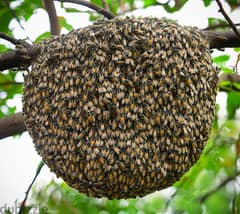 Removing bee hive -إزالة خلية النحل 0