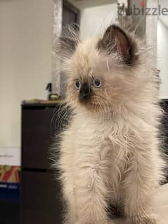 Himalayan kittens for sale 0