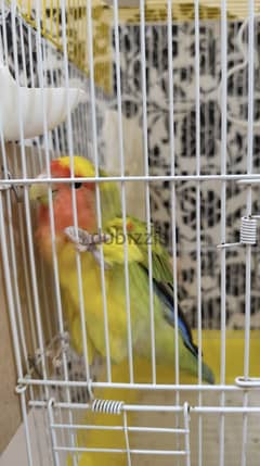 Female African love bird  0