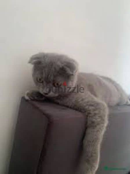 Scottish fold 6 month old 0