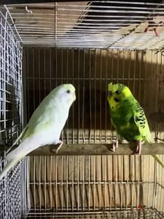 Budgie Pair only