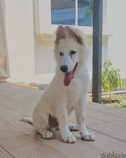 white German shepherd وايت جيرمن شيبرد 3