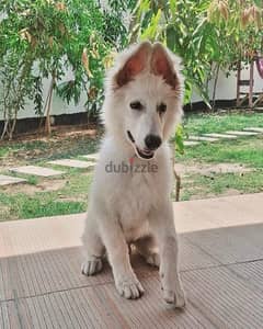 white German shepherd وايت جيرمن شيبرد 0