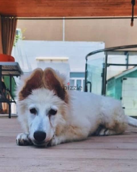 white German shepherd وايت جيرمن شيبرد 1