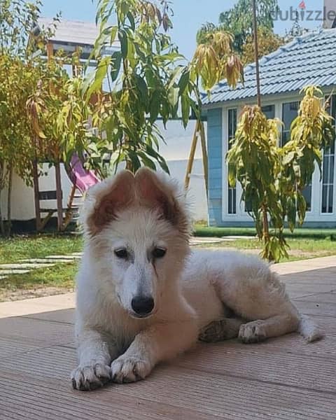 white German shepherd وايت جيرمن شيبرد 2