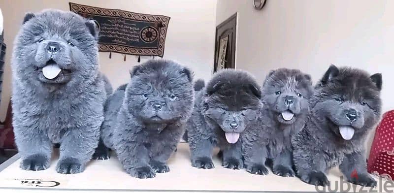 chow chow blue color available 0