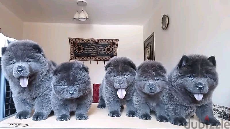 chow chow blue color available 1