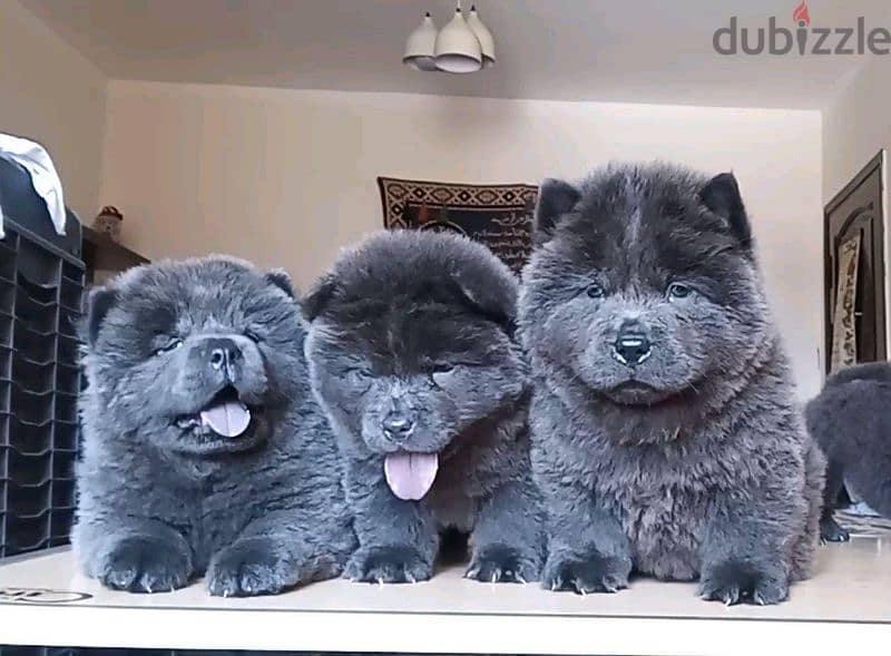 chow chow blue color available 2