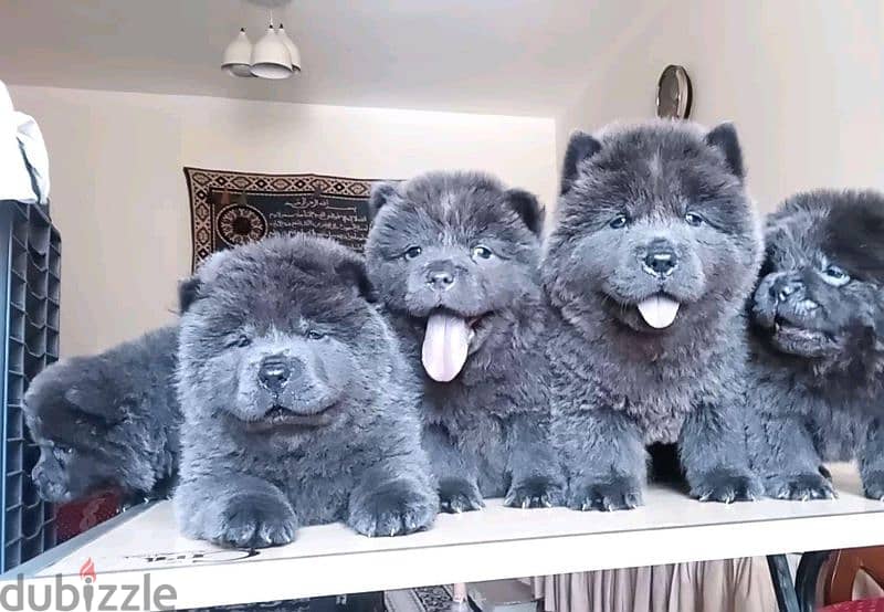 chow chow blue color available 3