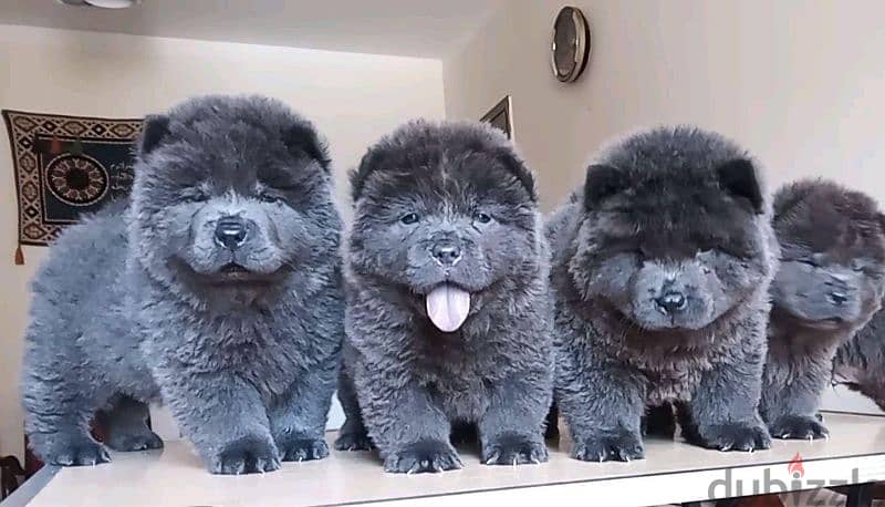 chow chow blue color available 4