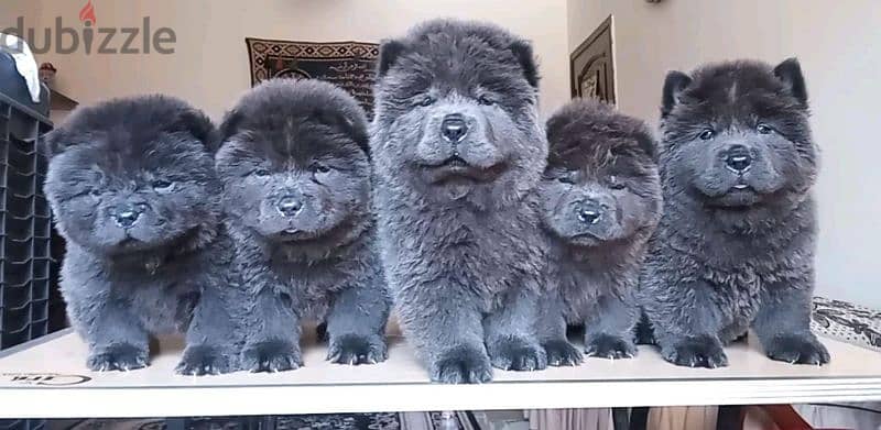 chow chow blue color available 5