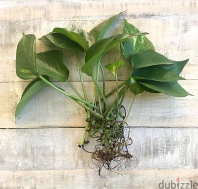 money plant pothos leaves bunch