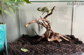 chameleon with aquarium 0