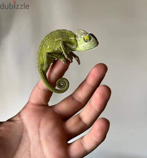 chameleon with aquarium 1