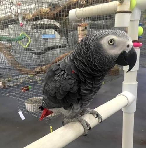 Cute African Grey Parrot 0