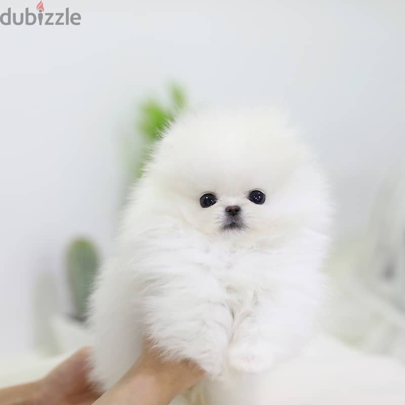 Pomeranian puppies 0