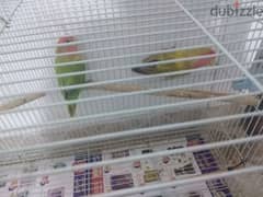 Fully healthy lovebird pair