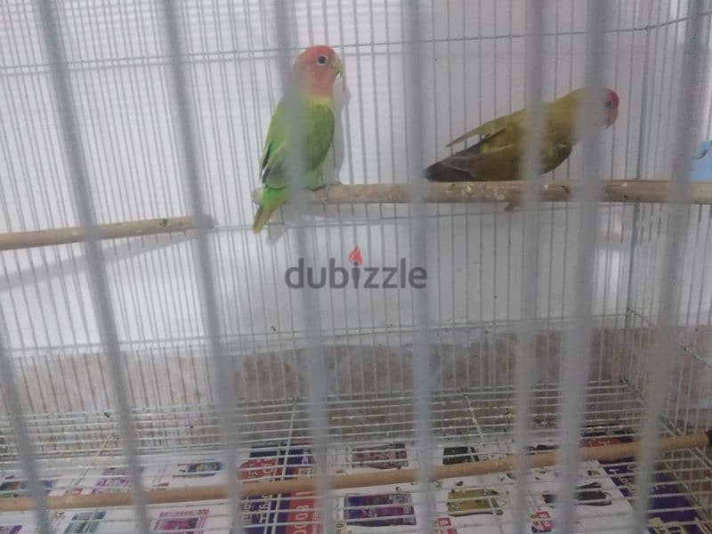 Fully healthy lovebird pair 1