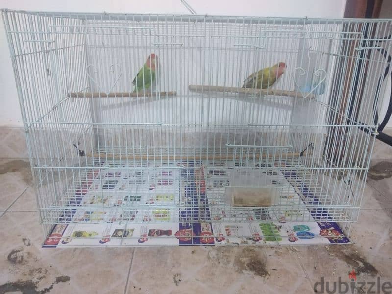 Fully healthy lovebird pair 2