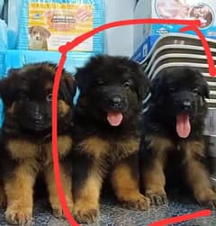 male and female German sheprd puppies long hair top level 0