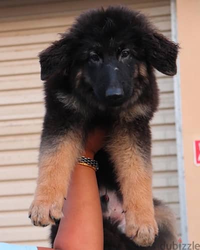 German shepherd جيرمن شيبرد