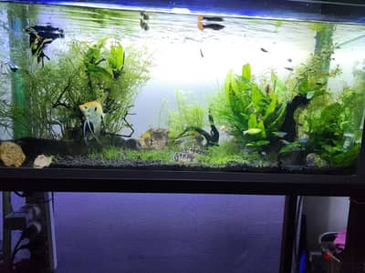 100 Liters aquarium & Co2 system included (complete set fish included)