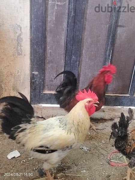 2 french rooster 2