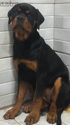 Rottweiler