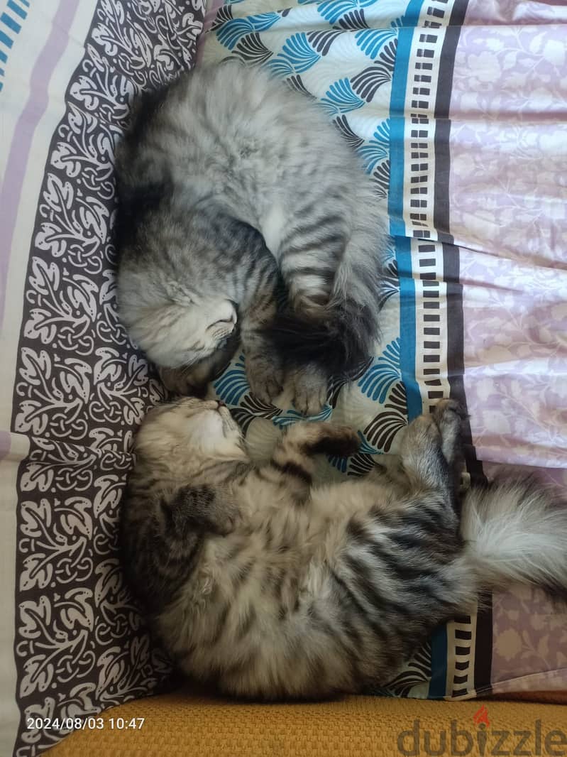 1 male adult 2 kittens 3 months old looking for adoption 3