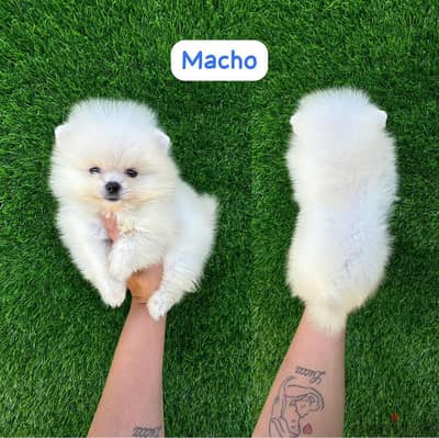 Pomeranian puppy for sale. WHATSAPP :‪ +1 (484),718‑9164‬ ‬