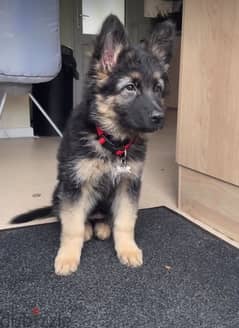 German Shepherd puppy.