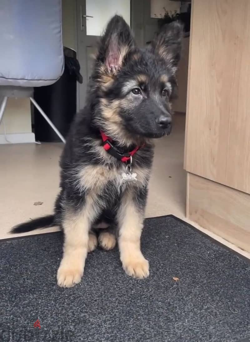 German Shepherd puppy. 0