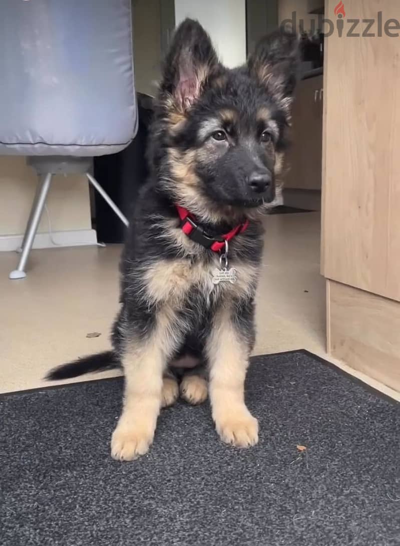 German Shepherd puppy. 1