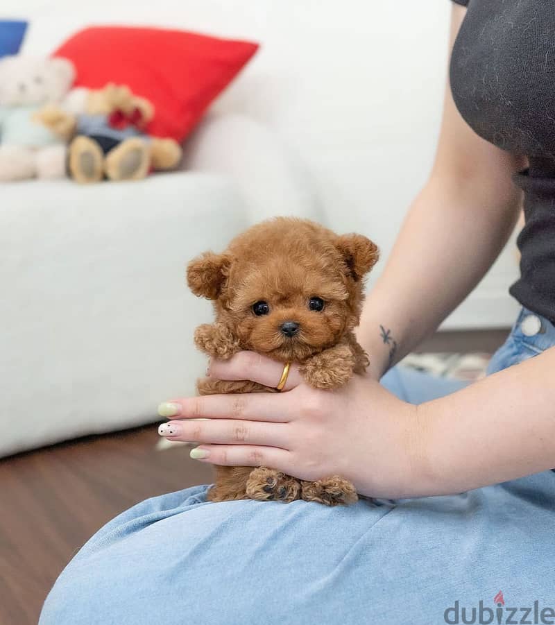 FEMALE POODLE. . WHATSAPP +1(484)718‑9164‬ 1